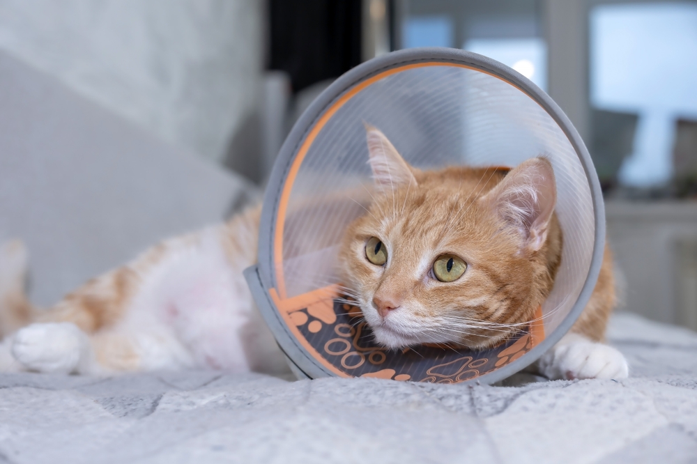 Cat wearing a recovery cone collar after surgery to prevent licking and support healing.