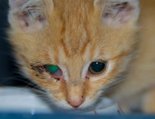 Can Surgery Permanently Correct My Pet’s Inward or Outward Rolling Eyelid?