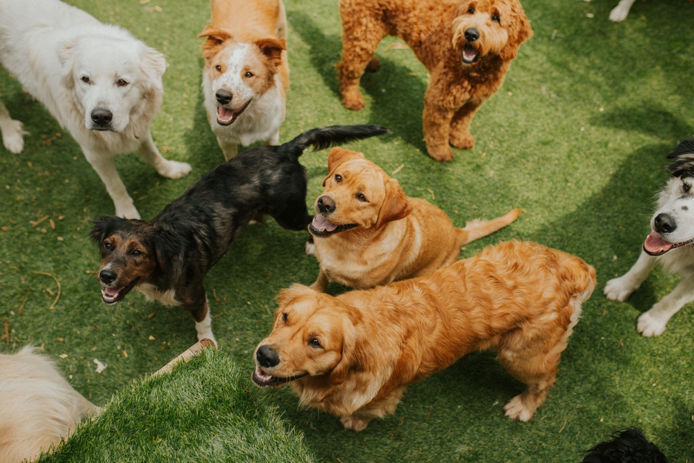 A diverse group of happy dogs, including a Golden Retriever and a Lab, playing together on green turf at a dog daycare facility.