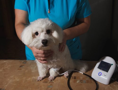 Could Diagnostic Testing Reveal That Your Senior Pet Is Struggling More Than They Show?