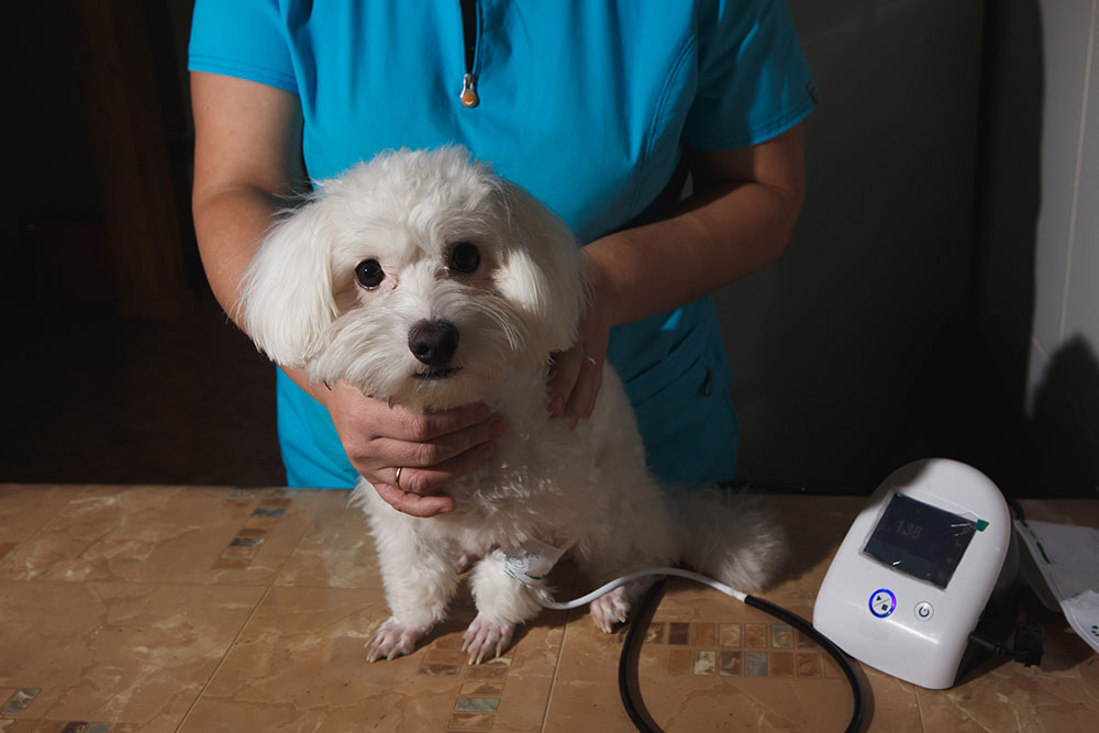 Small white dog receiving a routine veterinary checkup during a wellness exam