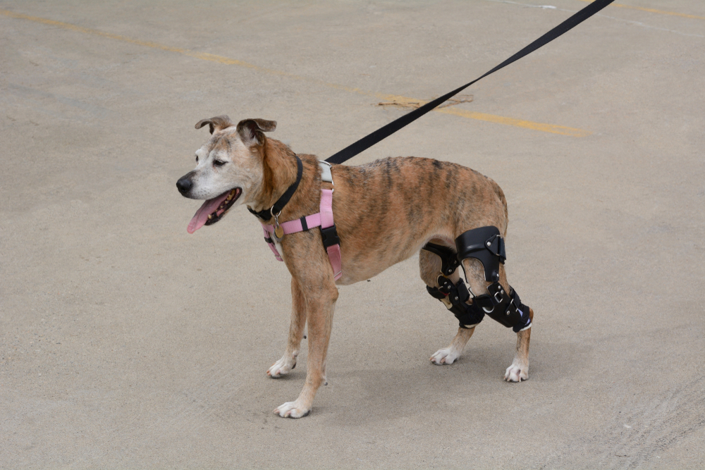 Veterinarian assessing a dog with a CCL tear for TPLO surgery, highlighting orthopedic treatment, knee stabilization, recovery, and improved long-term mobility.