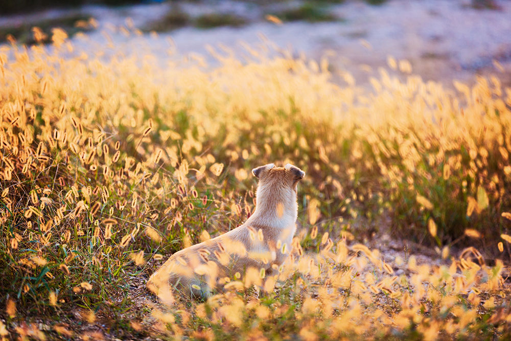 Dog sitting in tall grass during sunset, facing away from the camera.